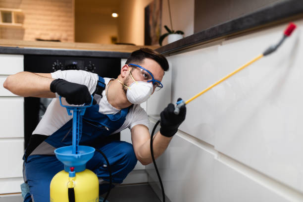 Best Wasp Removal Services  in Woodstock, VA