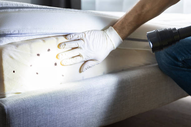 Best Bed Bug Extermination  in Woodstock, VA