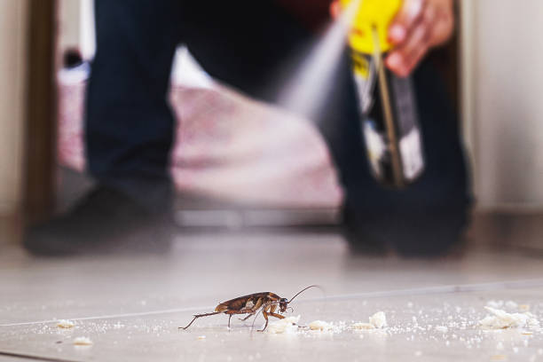 Best Affordable Pest Control Services  in Woodstock, VA