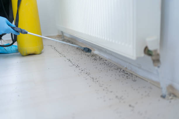 Best Mosquito Control Services  in Woodstock, VA